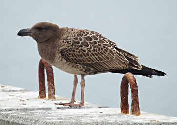 Xxx Immature Gull