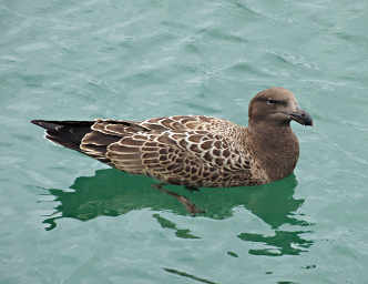 Xxx Immature Gull