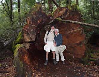 Dona and Gary inside Stump of a Fallen Eucalyptus