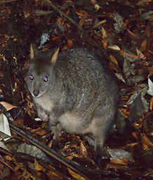 Pademelon