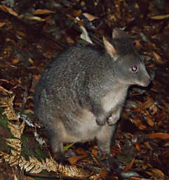 Pademelon