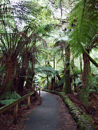 Man Fern