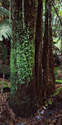 Growth on Man Fern Bark