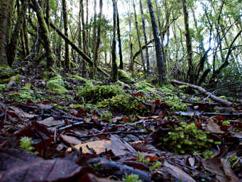 Eucalyptus Forest