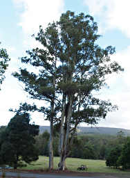 Dona at base of huge Eucalyptus Tree