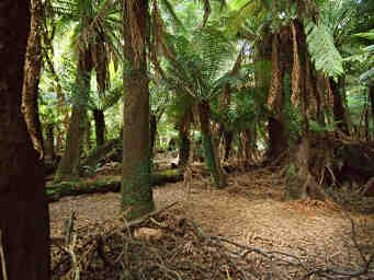 Man Ferns
