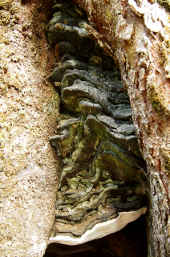Fungus