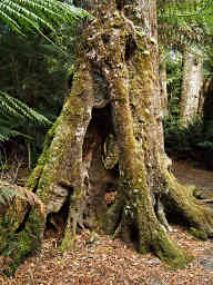 Fungus
