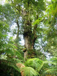 Rainforest Tree