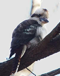 Kookaburra