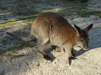 Bennetts Wallaby