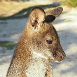 Bennetts Wallaby