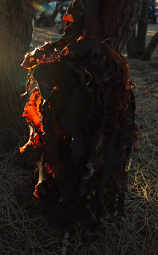 Kelp hanging on Tree