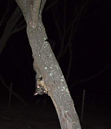 Possum