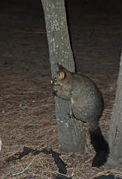 Possum