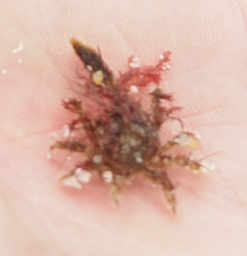 Crab in Fine Seaweed