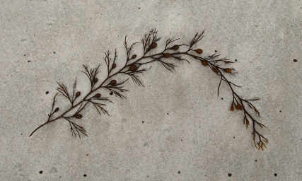 Fine Kelp