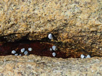 Snails