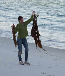 Claire collecting kelp