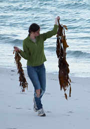 Claire collecting kelp