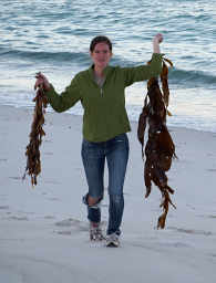 Claire collecting kelp
