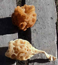 Sponges