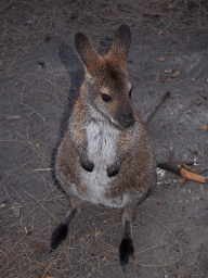 Bennetts Wallaby