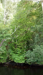 Huon Pine