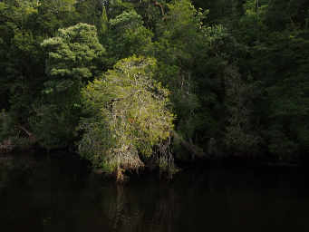 Huon Pine