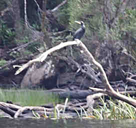 Great Cormorant