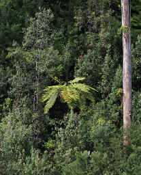 Man Ferns