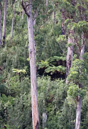 Man Ferns