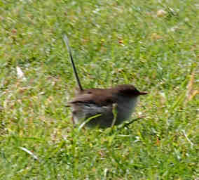 Xxx Superb Fairy Wren (female)