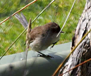 Xxx Superb Fairy Wren (female)