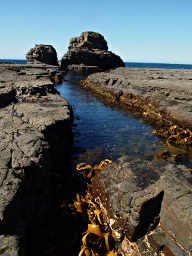 Slot in Tessellated Rocks