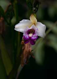Crocker Range Flower Xxx