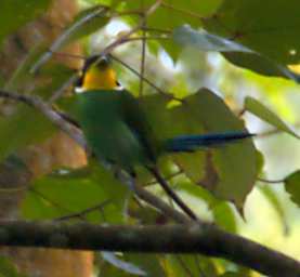 Crocker Range Bird Longtailed Broadbill
