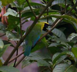 Crocker Range Bird Bornean Leaf Bird