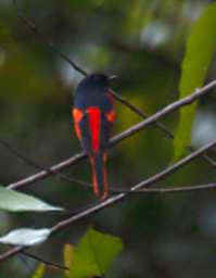 Crocker Range Bird Grey Chinned Minivet