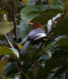 Crocker Range Bird Chestnut Hooded Laughing Thrush