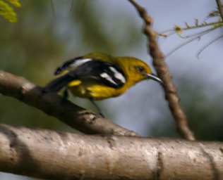 Crocker R Bird Common Iora