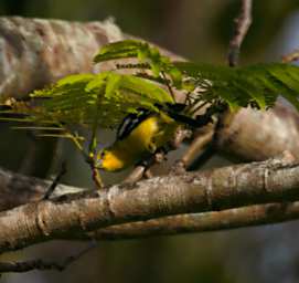 Crocker R Bird Common Iora