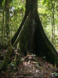 Danum Tree Buttress