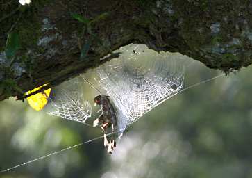 Danum Spider Web