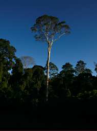 Danum Big Tree