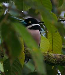 Danum Bird Black And Yellow Broadbill