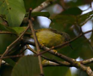 Danum Bird Xxx Yellow Bellied Prinia