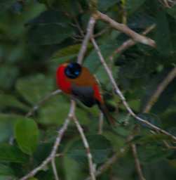 Danum Bird Scarlet Rumped Trogon