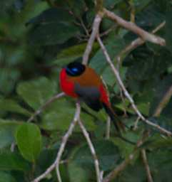 Danum Bird Scarlet Rumped Trogon