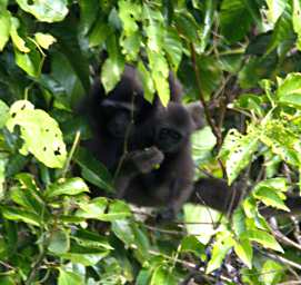 Danum Gibbons